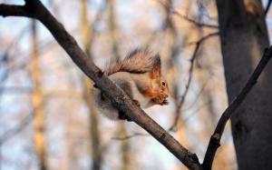 Squirrel, nuts, branches, trees wallpaper thumb