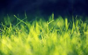 Green grass macro wallpaper thumb