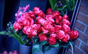 Red roses, buckets, bouquet, wall wallpaper thumb