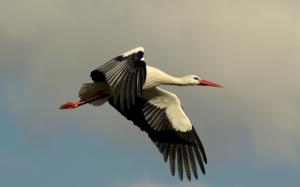 Bird stork flight wallpaper thumb