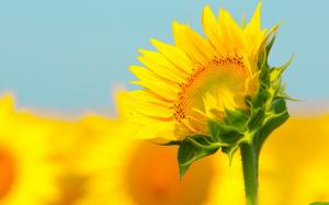 Sunflower macro photography, bokeh wallpaper thumb