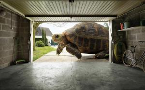 Huge Tortoise wallpaper thumb