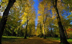 Park, Arboretum, road, alley, autumn, sunshine wallpaper thumb