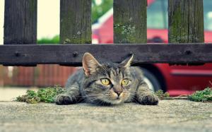 Cat under the fence wallpaper thumb
