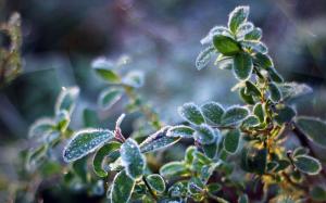 Plant leaves, frost, cold, crystals wallpaper thumb
