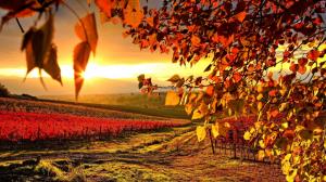Vineyard In Autumn wallpaper thumb