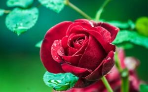 Red rose wallpaper thumb