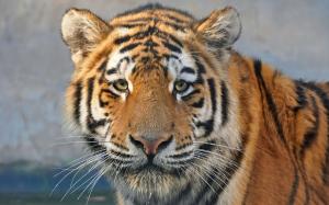 Predator close-up, tiger, face, eyes wallpaper thumb