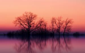 Trees Reflecting into the Lake wallpaper thumb