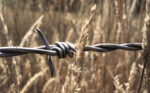 Barbed Wire wallpaper thumb