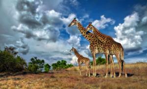 Africa, giraffe, savannah wallpaper thumb