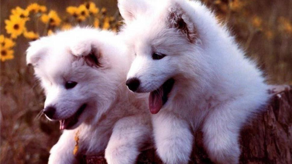 White Brothers wallpaper,pets HD wallpaper,dogs HD wallpaper,cute animals HD wallpaper,white dogs HD wallpaper,puppies HD wallpaper,nature HD wallpaper,animals HD wallpaper,1920x1080 wallpaper