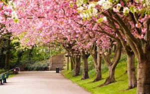 Sheffield, England, park, trees, cherry blossom, road, steps, spring wallpaper thumb