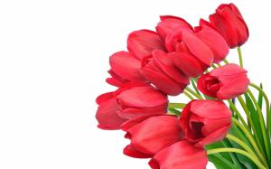 Red Tulip Bouquet wallpaper thumb