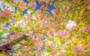 Sakura, Cherry tree wallpaper thumb