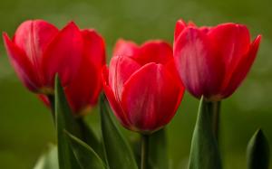 Red Tulips Close-Up Nature wallpaper thumb