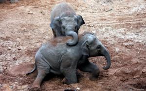 African Elephants Taking A Mud Bath wallpaper thumb