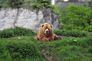 Bear in grass wallpaper thumb