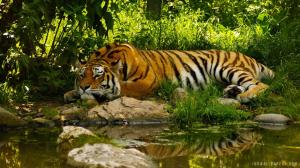 Tiger Resting on Lake Side wallpaper thumb