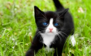 Black cat, blue eyes wallpaper thumb
