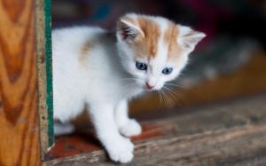 White kitten, blue eyes, look wallpaper thumb