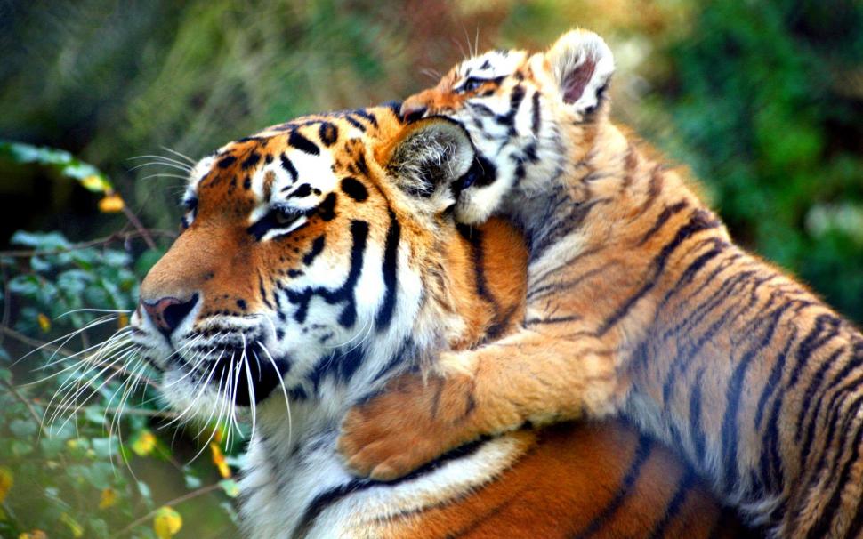 Cub biting its mother wallpaper,animals HD wallpaper,2560x1600 HD wallpaper,tiger HD wallpaper,2560x1600 wallpaper