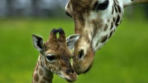 Giraffe, Animals, Baby Animals, Long Neck, Photography, Depth Of Field wallpaper thumb