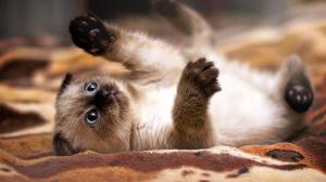 Siamese kitten wallpaper thumb