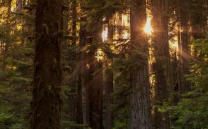 Forest Sunlight Trees Redwood HD wallpaper thumb