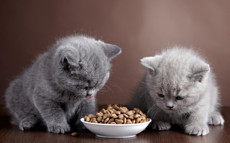 Two gray kittens, bowl, food wallpaper,Two HD wallpaper,Gray HD wallpaper,Kittens HD wallpaper,Bowl HD wallpaper,Food HD wallpaper,2560x1600 wallpaper