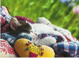 Kitten With Stuffed Hearts wallpaper thumb