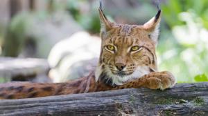 Lynx close-up, cat, timber wallpaper thumb