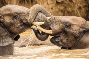 Young elephants playing wallpaper thumb
