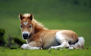 A colt lying on the ground wallpaper thumb