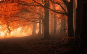 Landscape, Nature, Mist, Forest, Fall, Trees, Leaves, Red, Calm wallpaper thumb