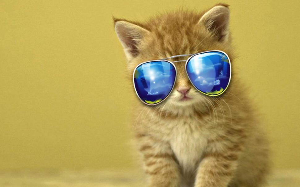 Cool Kittie Cat wallpaper,cats HD wallpaper,sweet HD wallpaper,animals HD wallpaper,kittens HD wallpaper,2560x1600 wallpaper