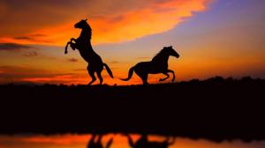 Horse Silhouette Sunset HD wallpaper thumb