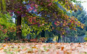 leaves, trees, nature, fall, landscape wallpaper thumb