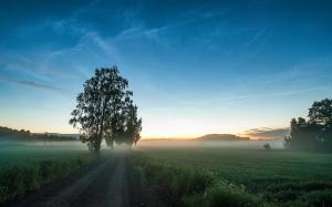 Road, fields, grass, fog, trees, dawn wallpaper thumb
