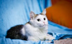 Cute pet, kitten, cat, white black, eyes wallpaper thumb