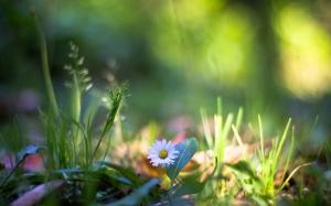 On the grass, wildflowers macro photography wallpaper thumb
