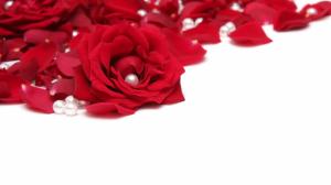 Red Rose Petals wallpaper thumb