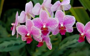 Incredible orchid branch wallpaper thumb