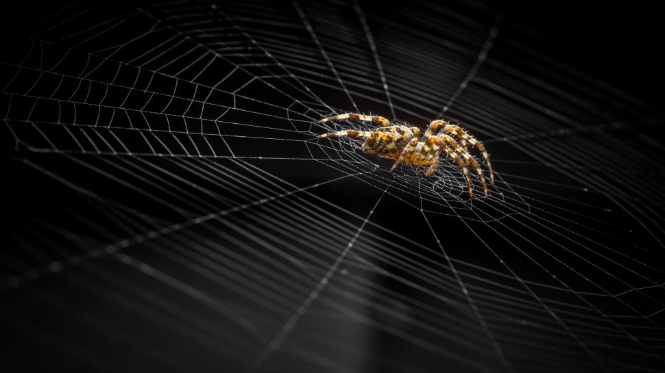 Dark Spider And Web wallpaper,animal HD wallpaper,spider web HD wallpaper,spider HD wallpaper,Insects HD wallpaper,2048x1152 wallpaper