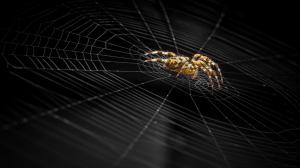 Dark Spider And Web wallpaper thumb