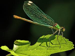 Dragonfly, insect, green leaf wallpaper thumb