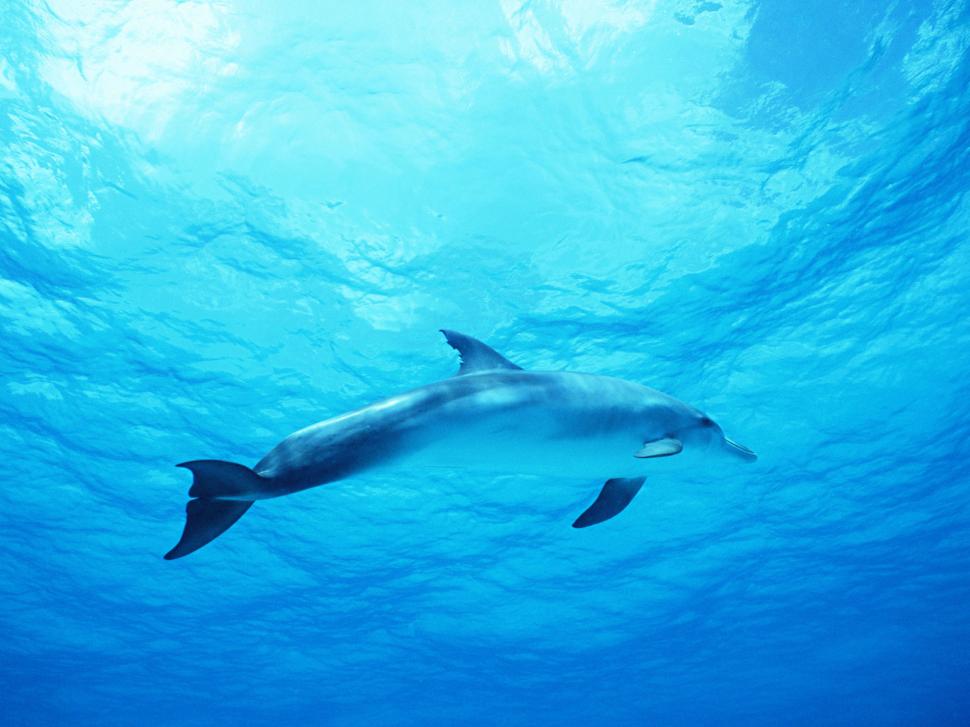 Dolphin in Deep Blue Sea wallpaper,blue HD wallpaper,deep HD wallpaper,dolphin HD wallpaper,1920x1440 wallpaper