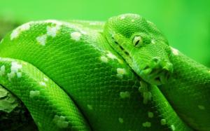 Wildlife, green snake wallpaper thumb