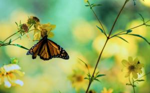 Butterfly on yellow flowers wallpaper thumb