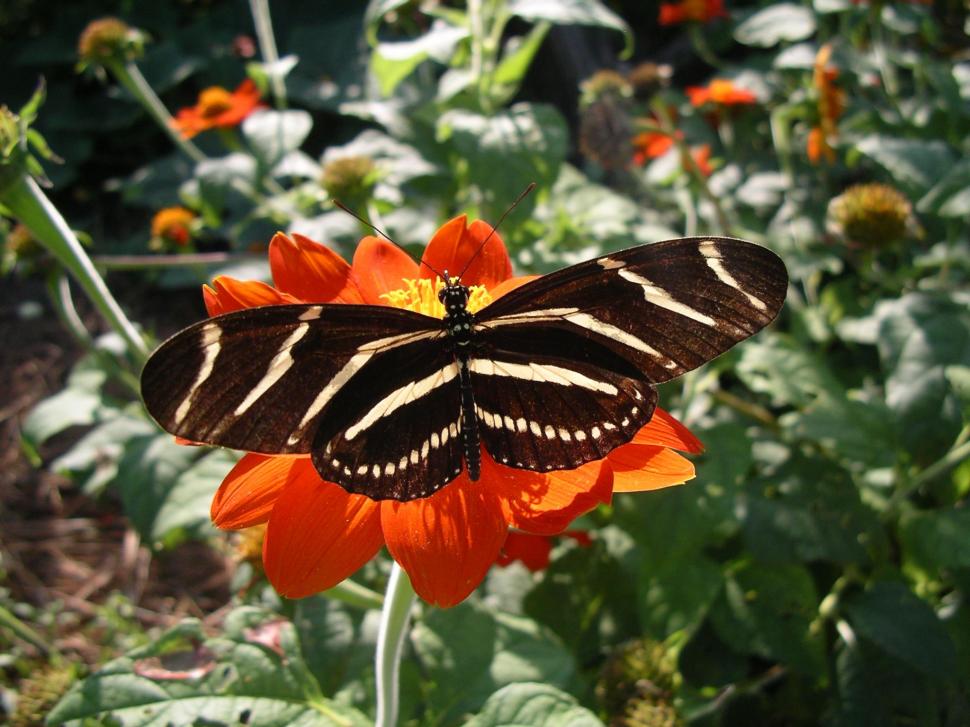 Longwing On Red wallpaper,yellow and black HD wallpaper,longwing HD wallpaper,flower HD wallpaper,butterfly HD wallpaper,stripes HD wallpaper,plants HD wallpaper,animals HD wallpaper,2048x1536 wallpaper